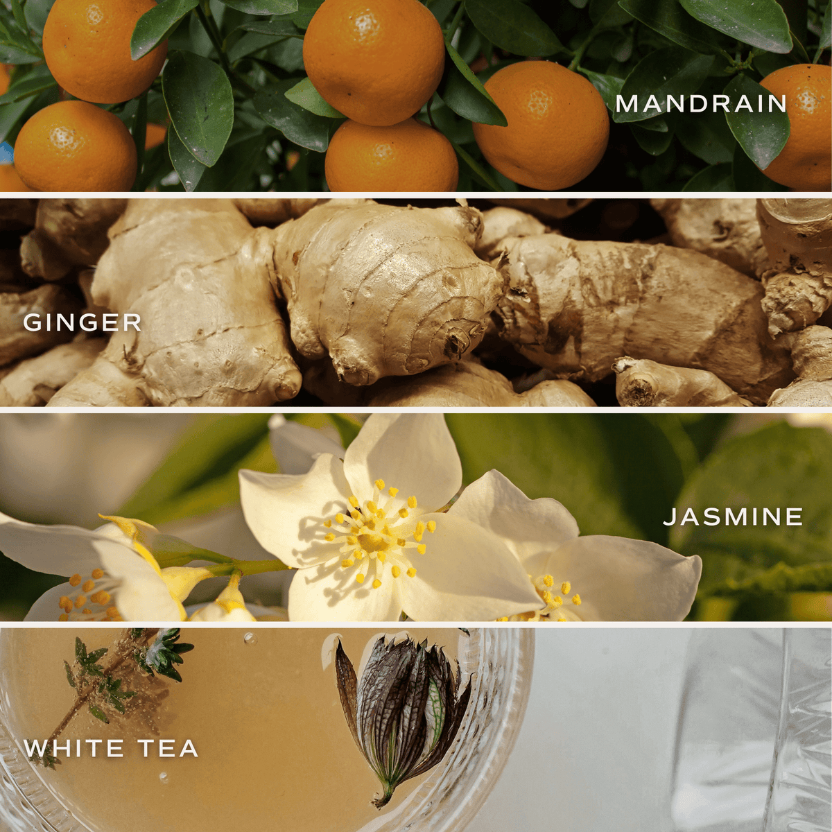 White Tea and Jasmine 11 oz Soy Candle
